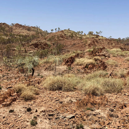 Desert Country Dreaming by Jacinta Walsh